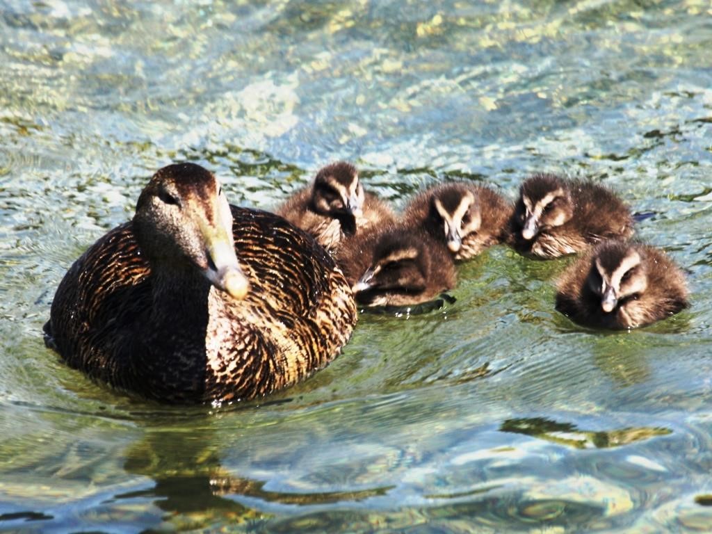 Eiderentenweibchen mit fünf Küken am Holzsteg, 25. Mai 2011.